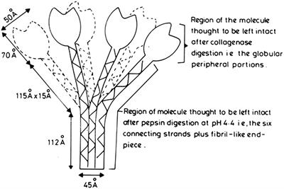 Complement Component C1q: Historical Perspective of a Functionally Versatile, and Structurally Unusual, Serum Protein